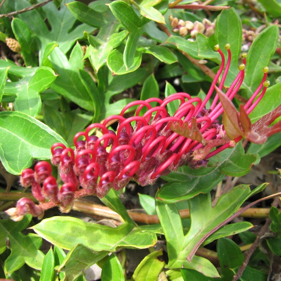 Grevillea x gaudichaudii (Spider Flower) Pikirangi