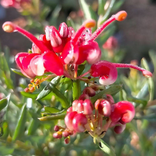 Grevillea gracilis 'Hot Shots' (Spider Flower) Pikirangi
