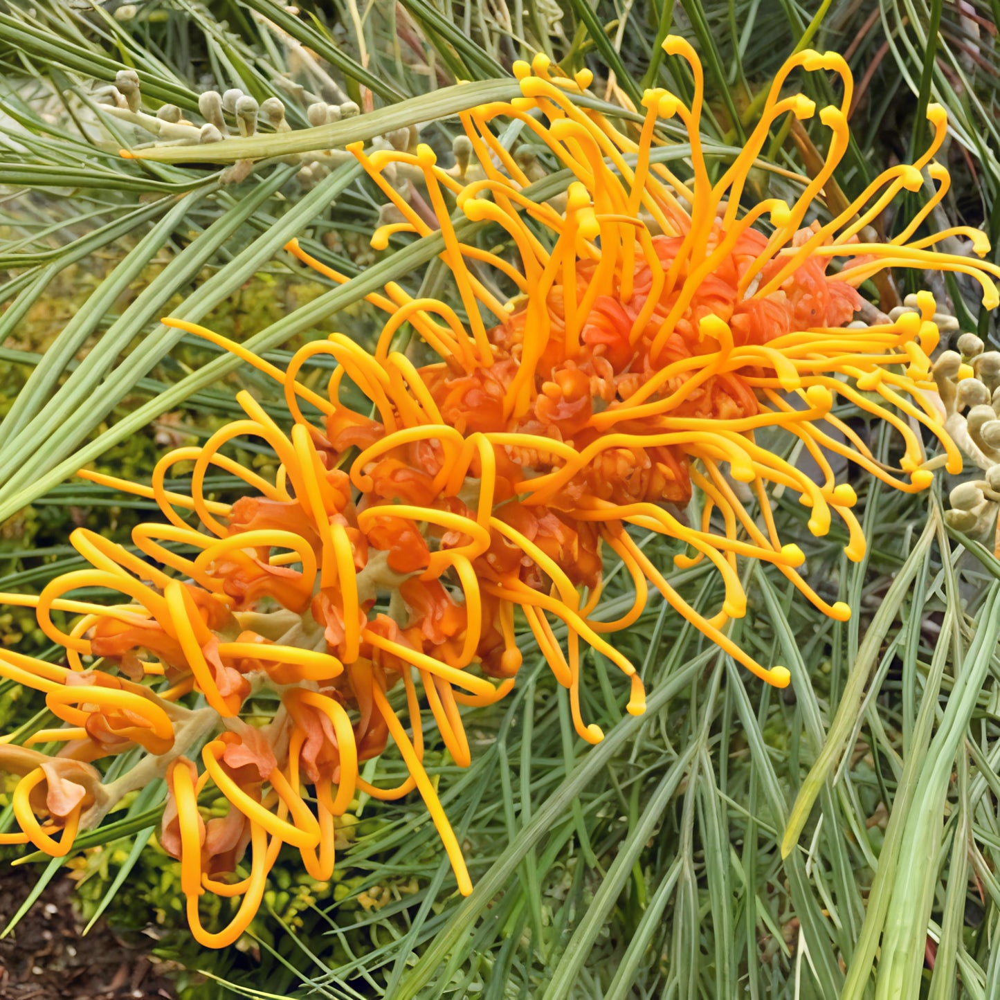 Grevillea 'Honey Gem' (Spider Flower) S007