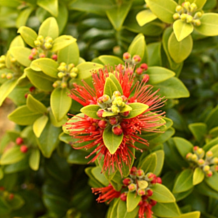 Metrosideros tomentosa 'Dalese' (Pōhutukawa) Pikirangi Online Garden Centre