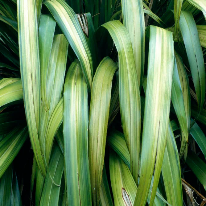 Phormium cookianum 'Yellow Wave' (Flax) S007