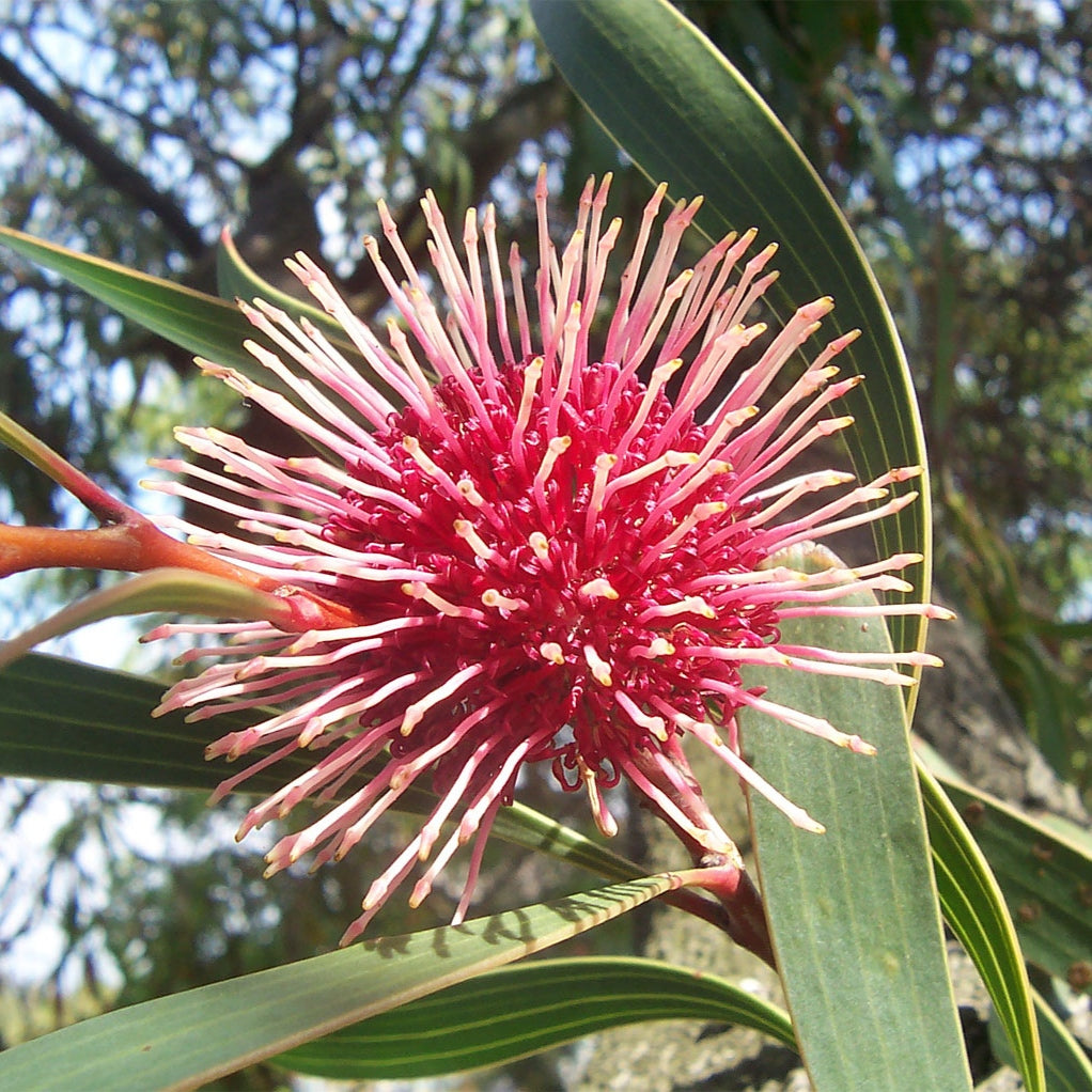 Hakea laurina (Kodjet, Pincushion Hakea)