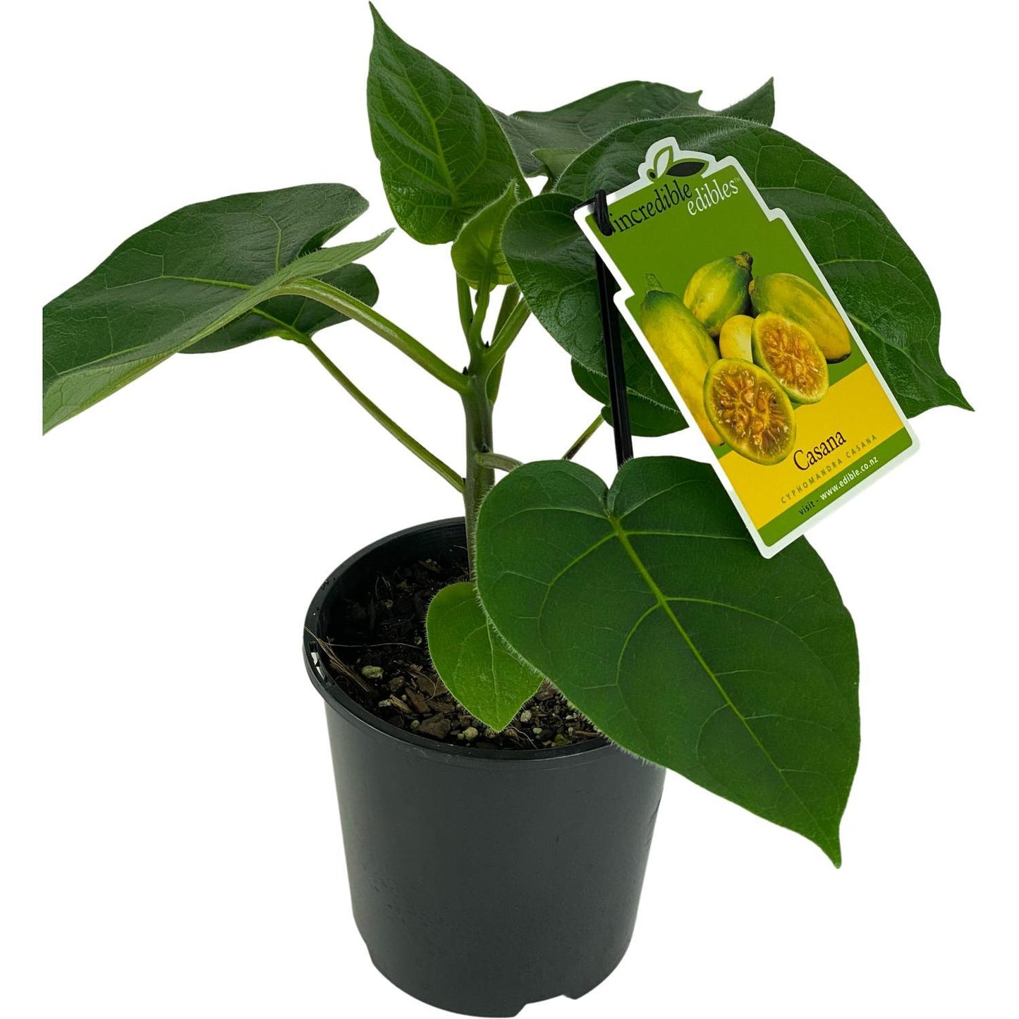 Solanum cajanumense (Casana) Pikirangi