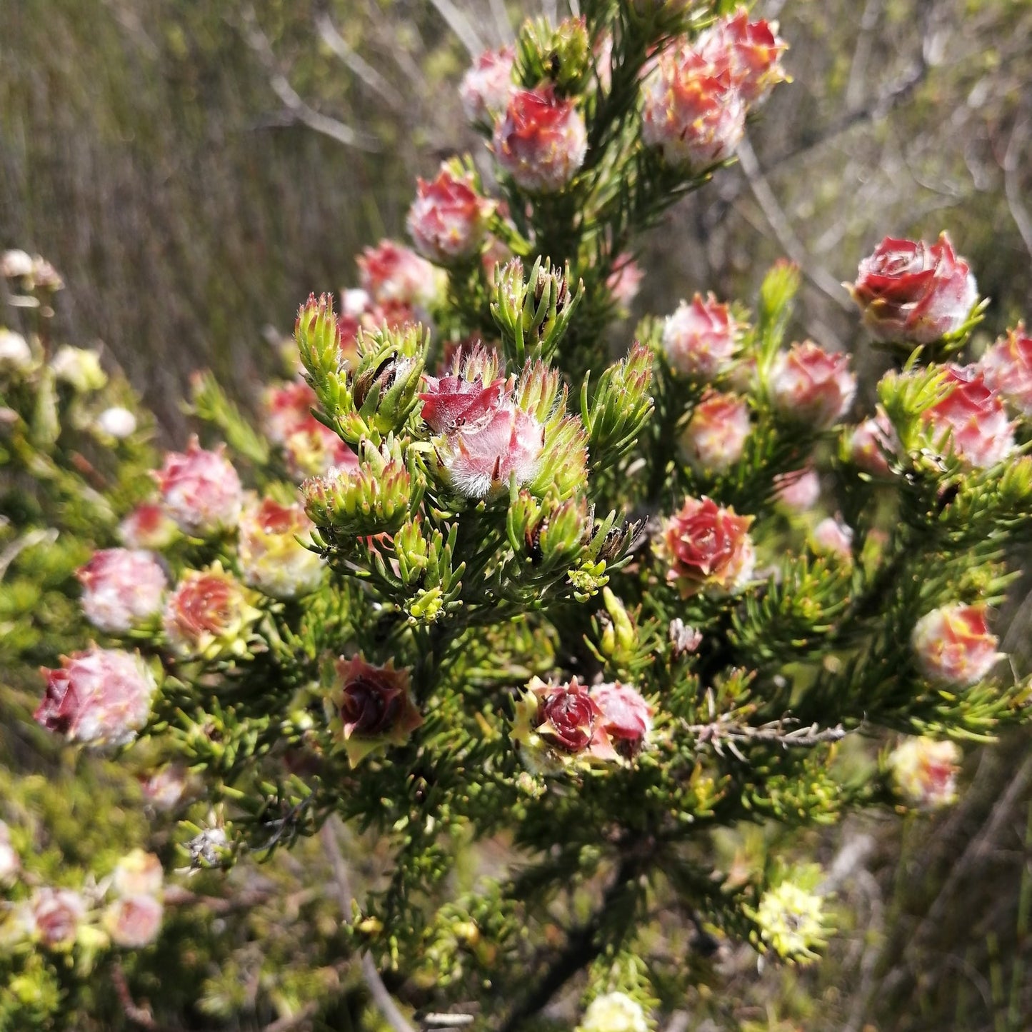 Leucadendron laxum (Bredasdorp Conebush) Pikirangi Online Garden Centre