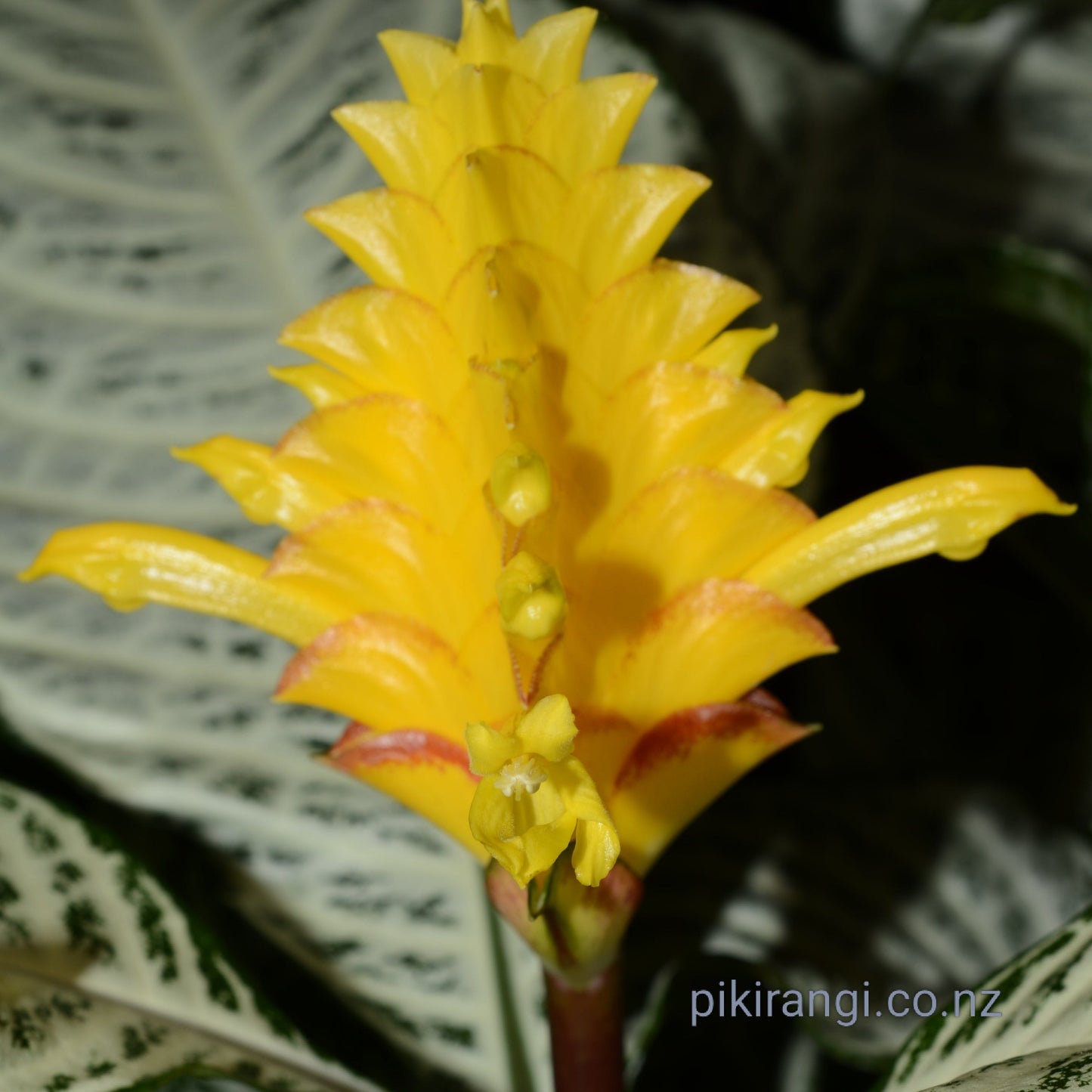 Aphelandra squarrosa 'White Wash' (Zebra Plant) Pikirangi Online Garden Centre