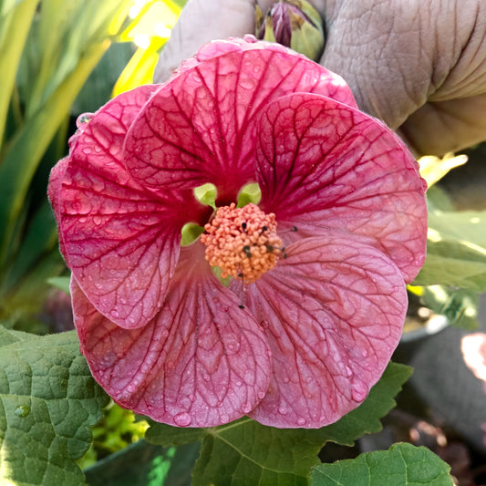 Abutilon x hybridum 'Ashton Red' (Chinese Lanterns)