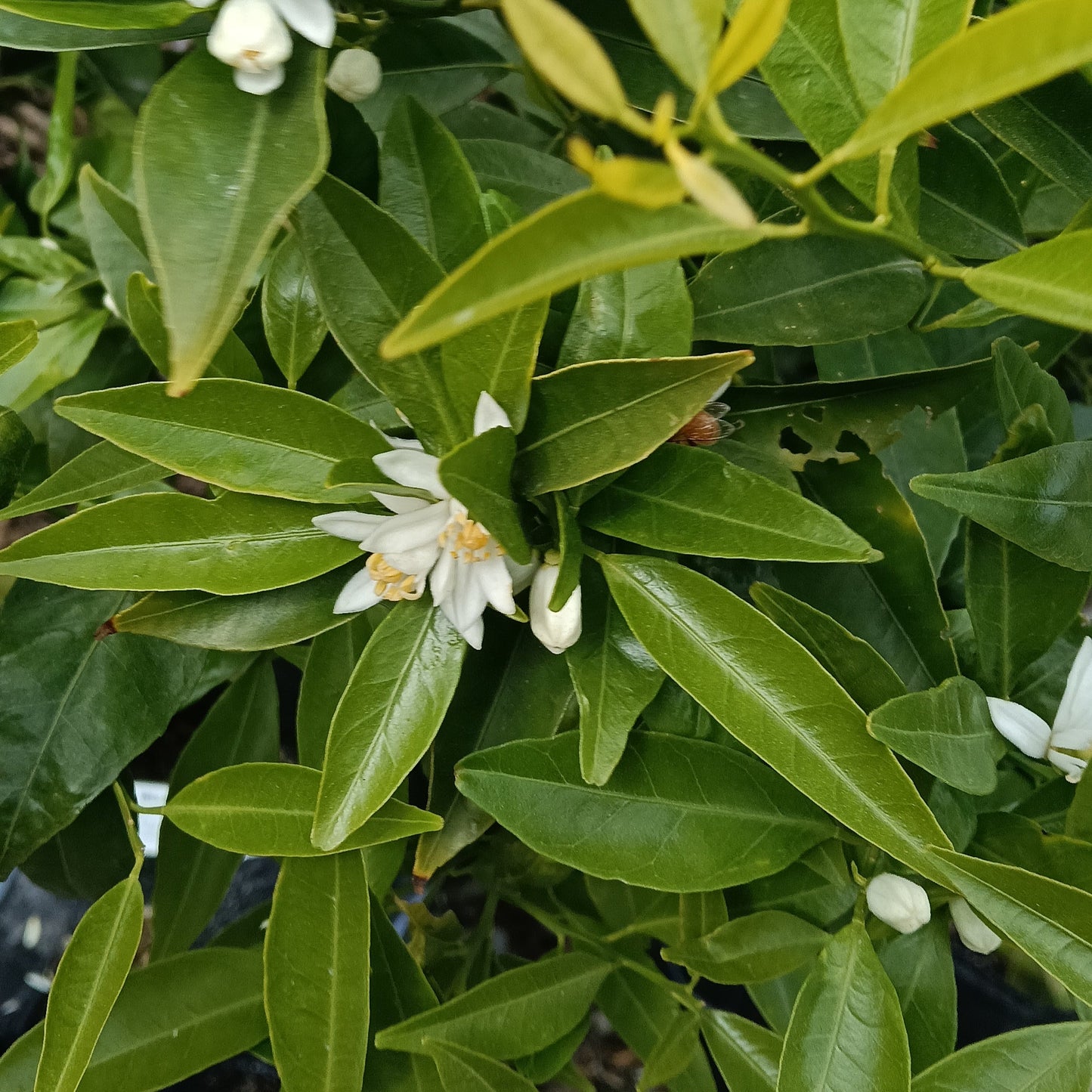 Citrus x deliciosa (Willowleaf Mandarin, Yousef Effendi) S001