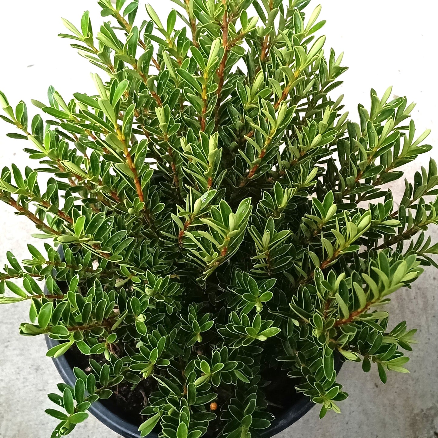 Veronica diosmifolia 'Mauve' (Hebe) S003