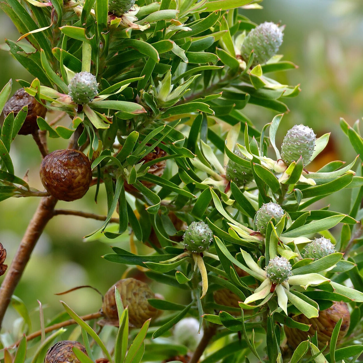 Leucadendron floridum 'Pisa' (Flats Conebush)