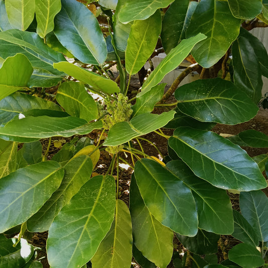 Meryta sinclairii (Puka, Pukanui)
