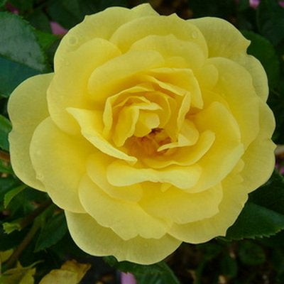 Rosa Flower Carpet® 'Gold' (Carpet Rose)