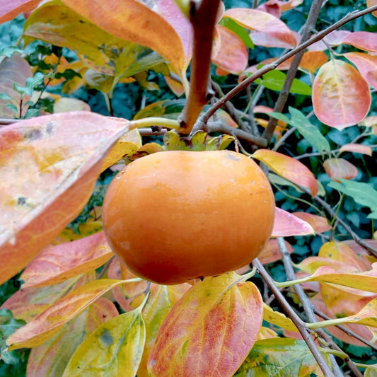 Diospyros kaki 'Fuyu' (Japanese Persimmon)