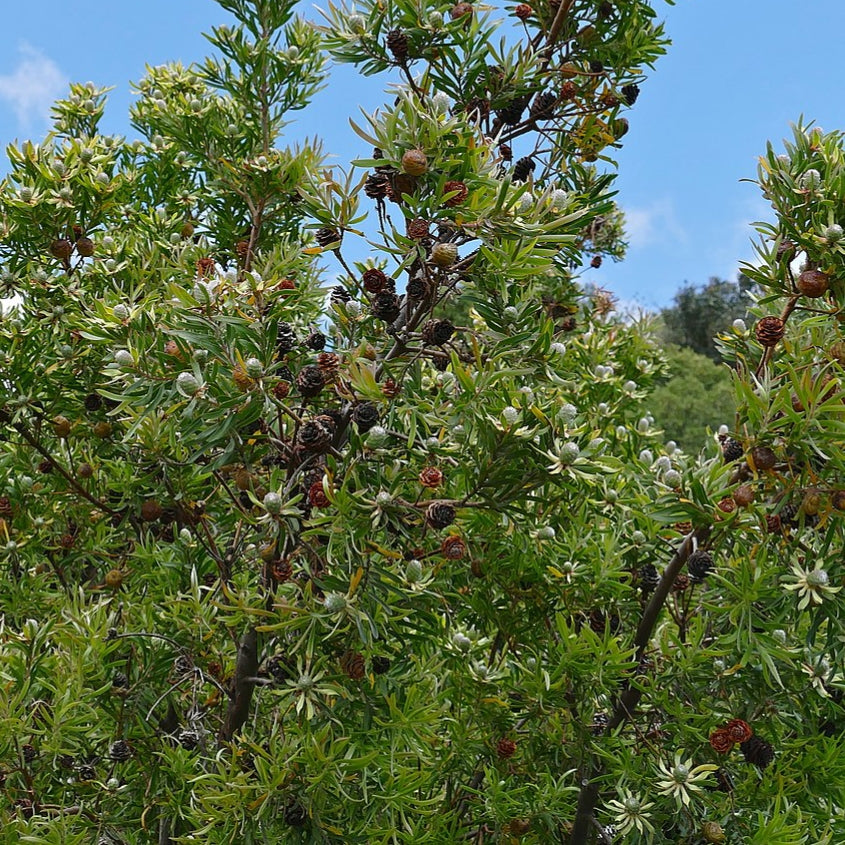 Leucadendron floridum 'Pisa' (Flats Conebush) Pikirangi Online Garden Centre