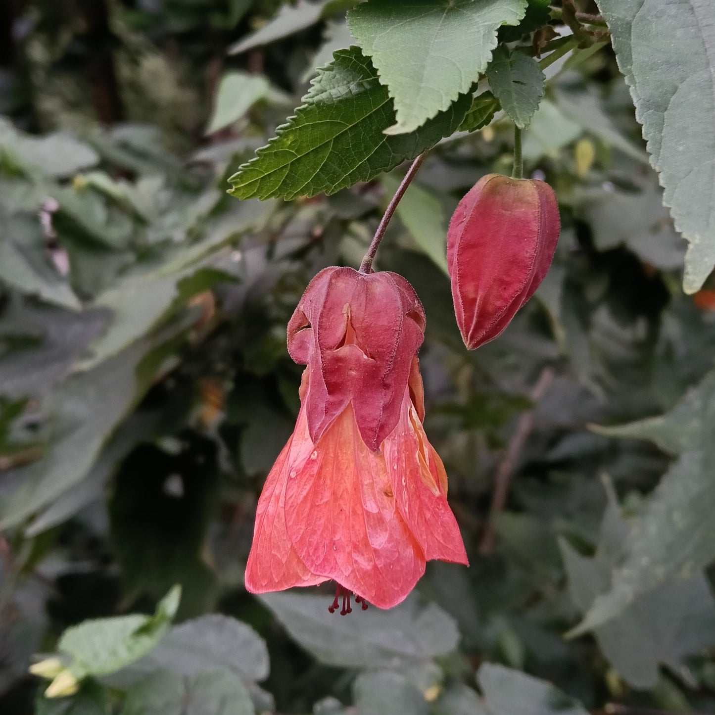 Callianthe picta (Red-vein Chinese Lanterns) Pikirangi Online Garden Centre