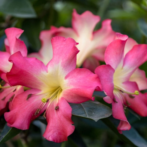 Rhododendron 'Pink Jazz' (Vireya)