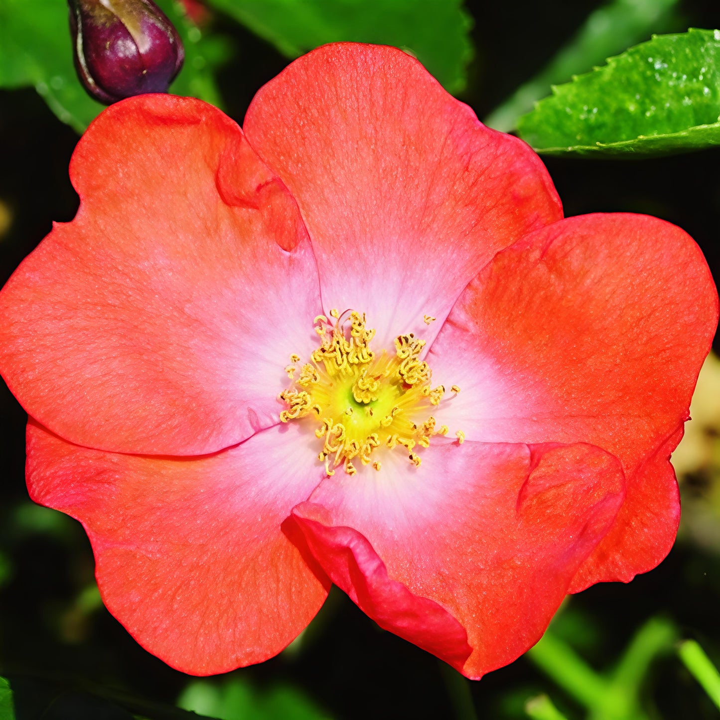 Rosa Flower Carpet® 'Sunset' (Carpet Rose)