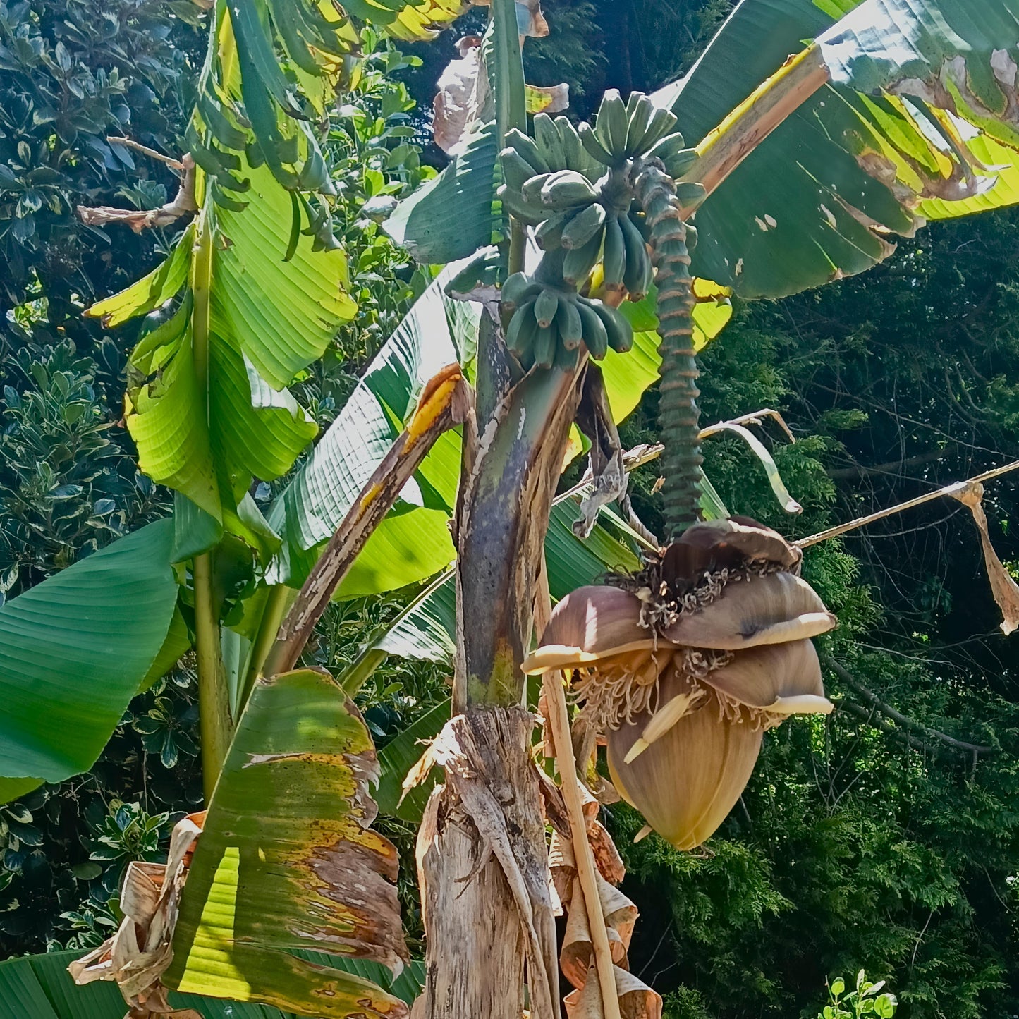 Musa basjoo (Japanese Banana)