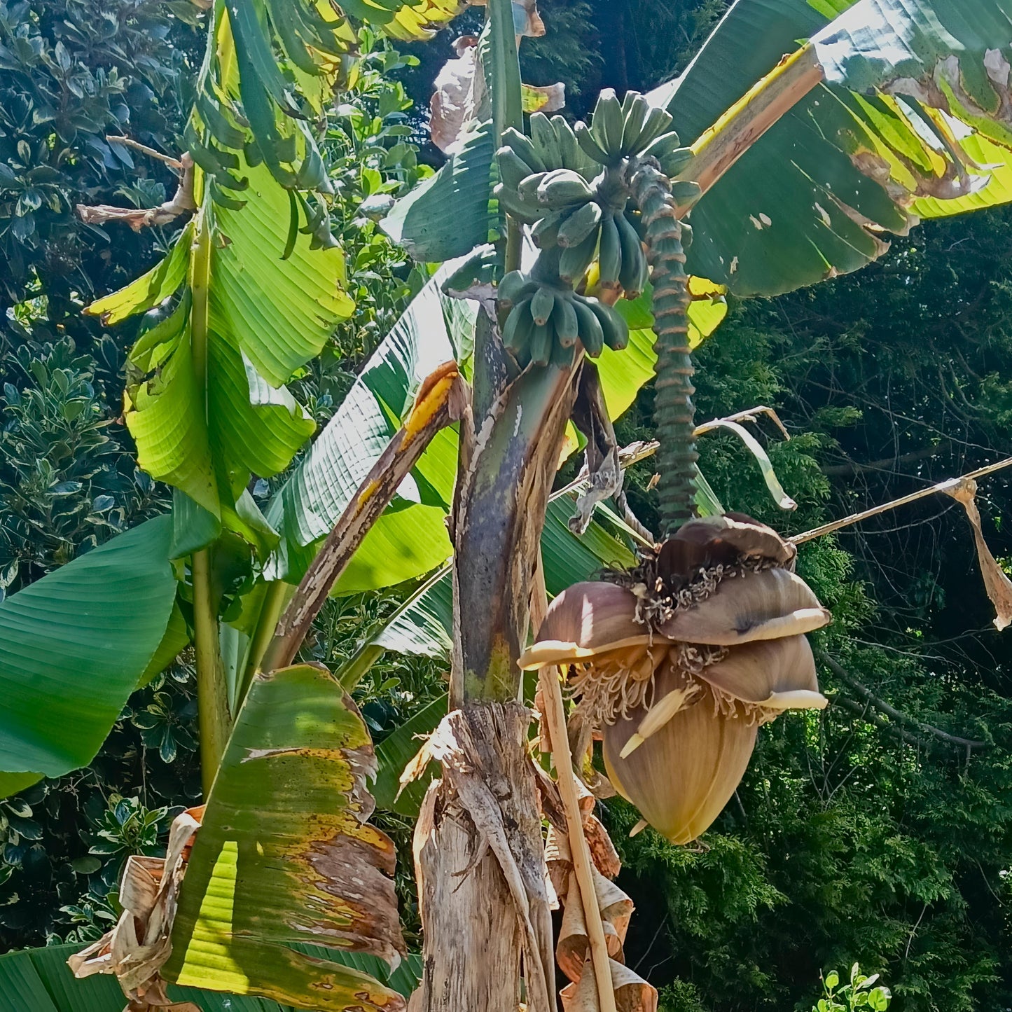 Musa basjoo (Japanese Banana) Pikirangi