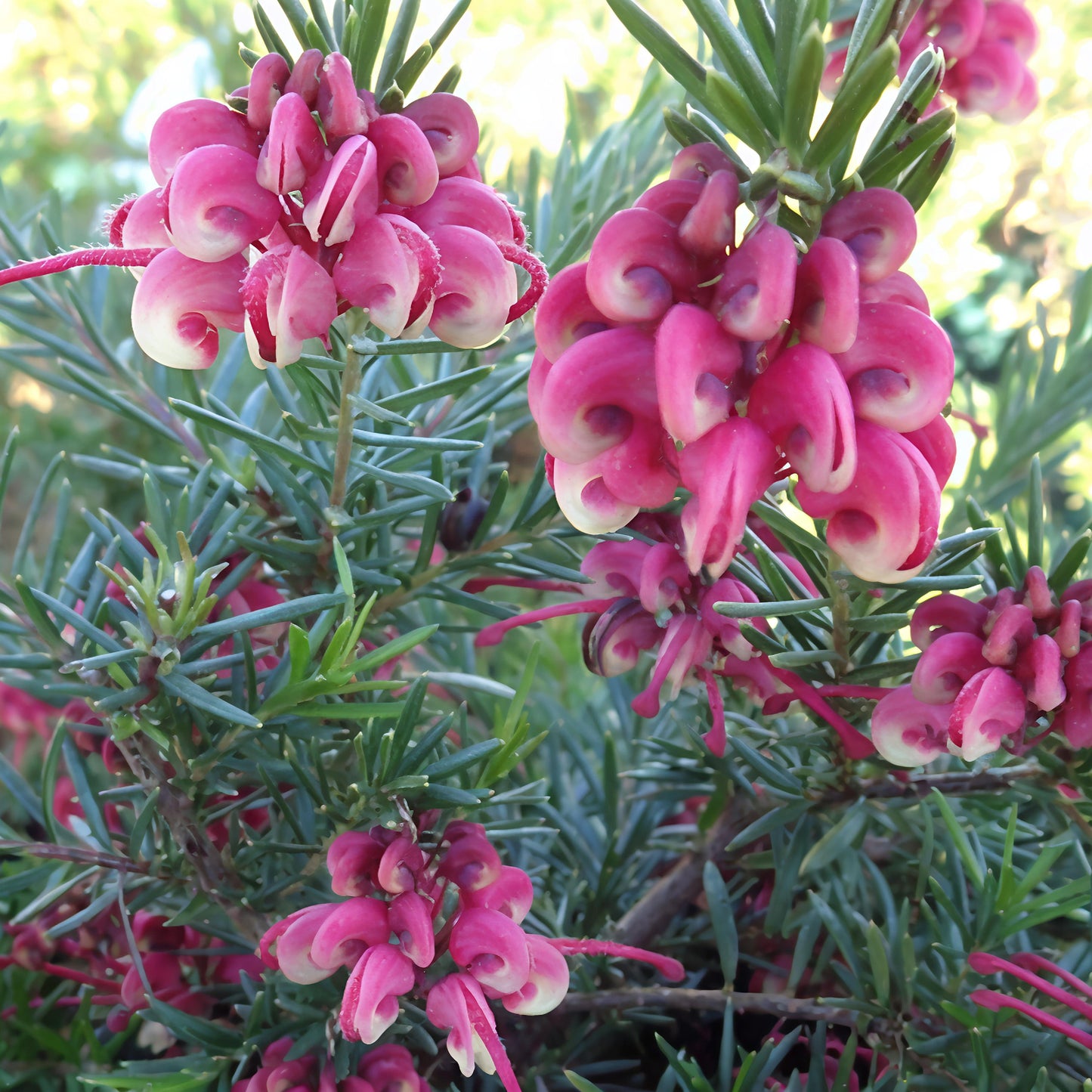 Grevillea 'Nancy Otzen' (Spider Flower) Pikirangi