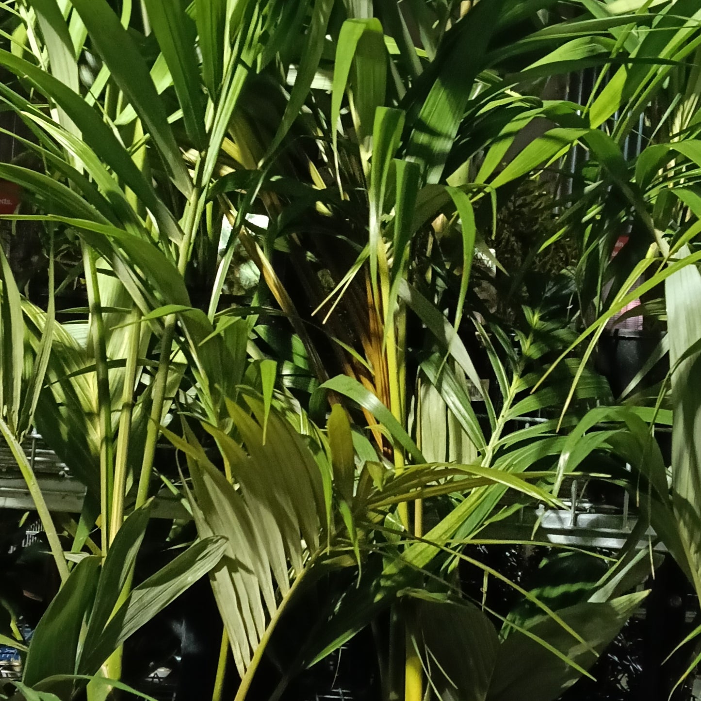 Archontophoenix alexandrae (King Palm)
