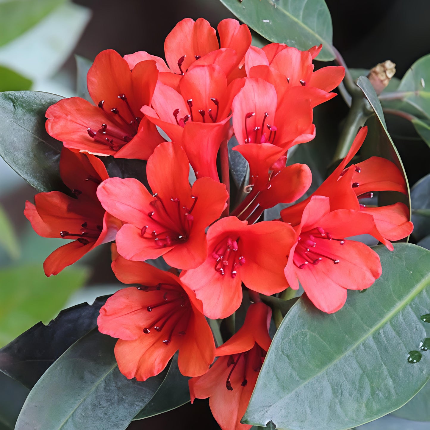 Rhododendron 'Little Devil' (Vireya)
