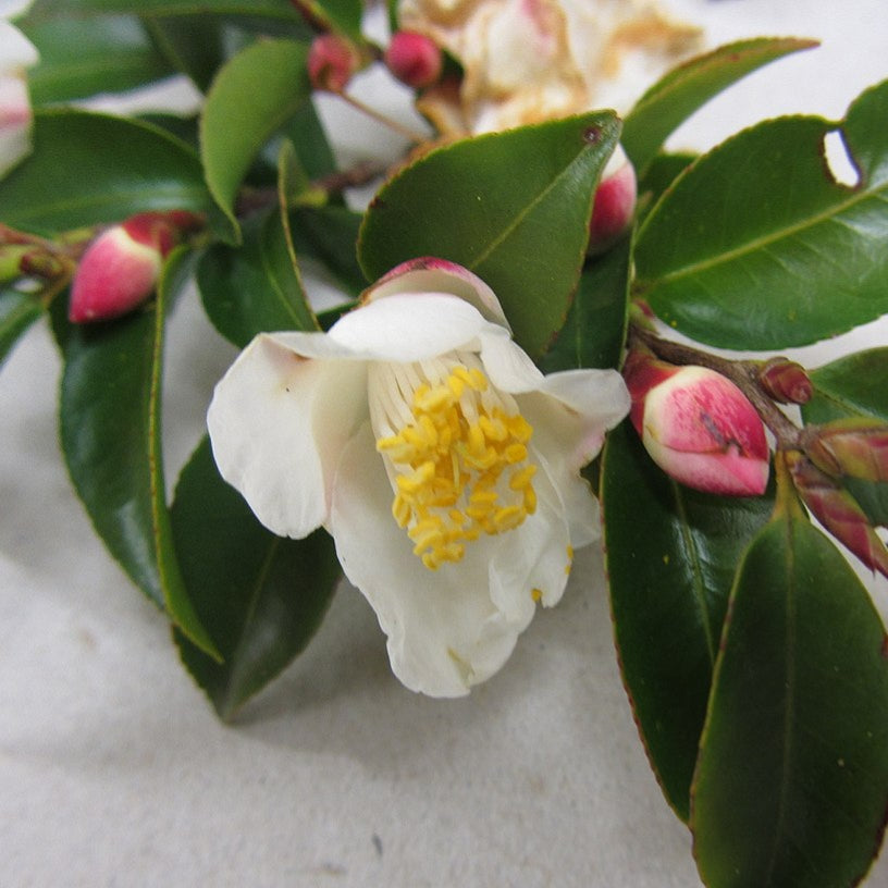Camellia lutchuensis (Okinawa Camellia) Pikirangi