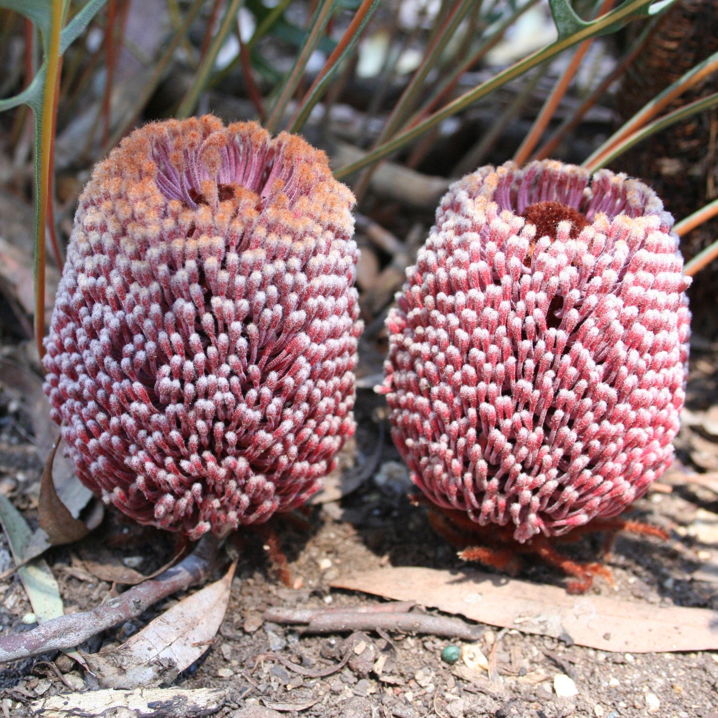 Banksia blechnifolia (Fern-leaved Banksia) S006