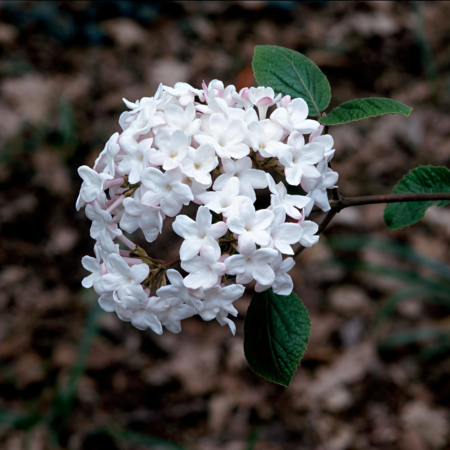 Viburnum × burkwoodii 'Fulbrook' (Arrowwood) Pikirangi Online Garden Centre