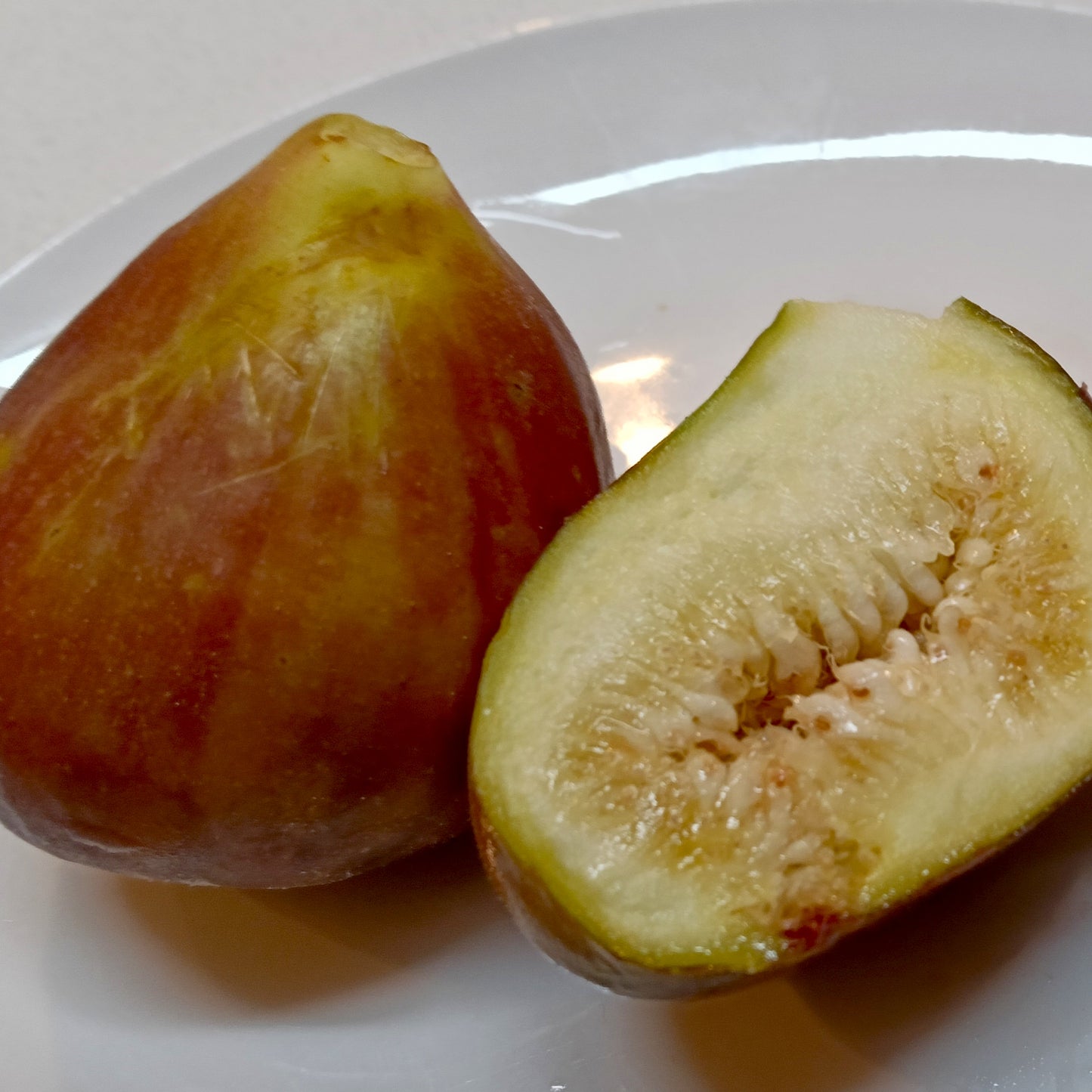 Ficus carica 'Mrs. Williams' (Fig)