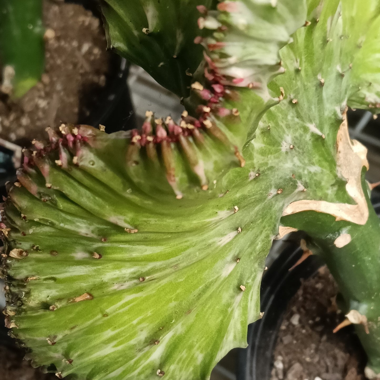 Euphorbia lactea 'Cristata' (Coral Cristata)