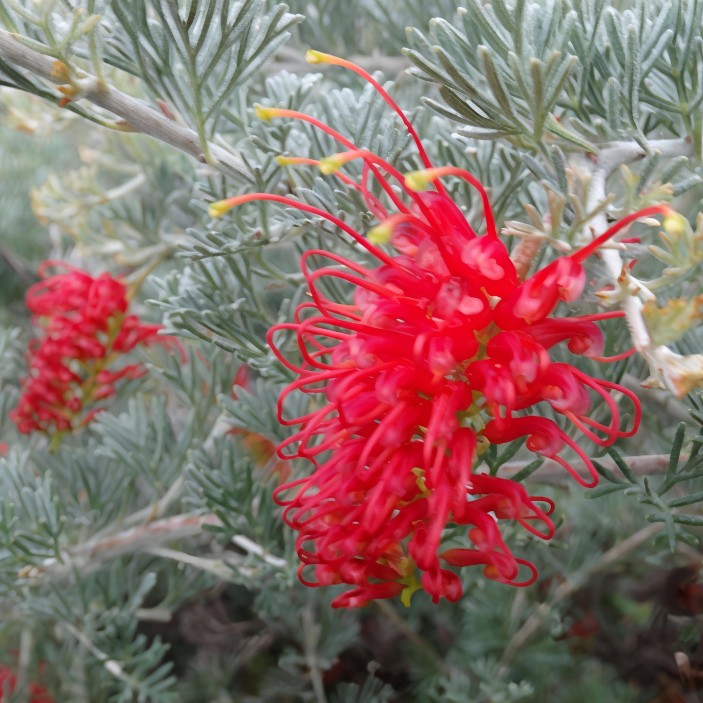 Grevillea 'Sea Spray' (Spider Flower) Pikirangi