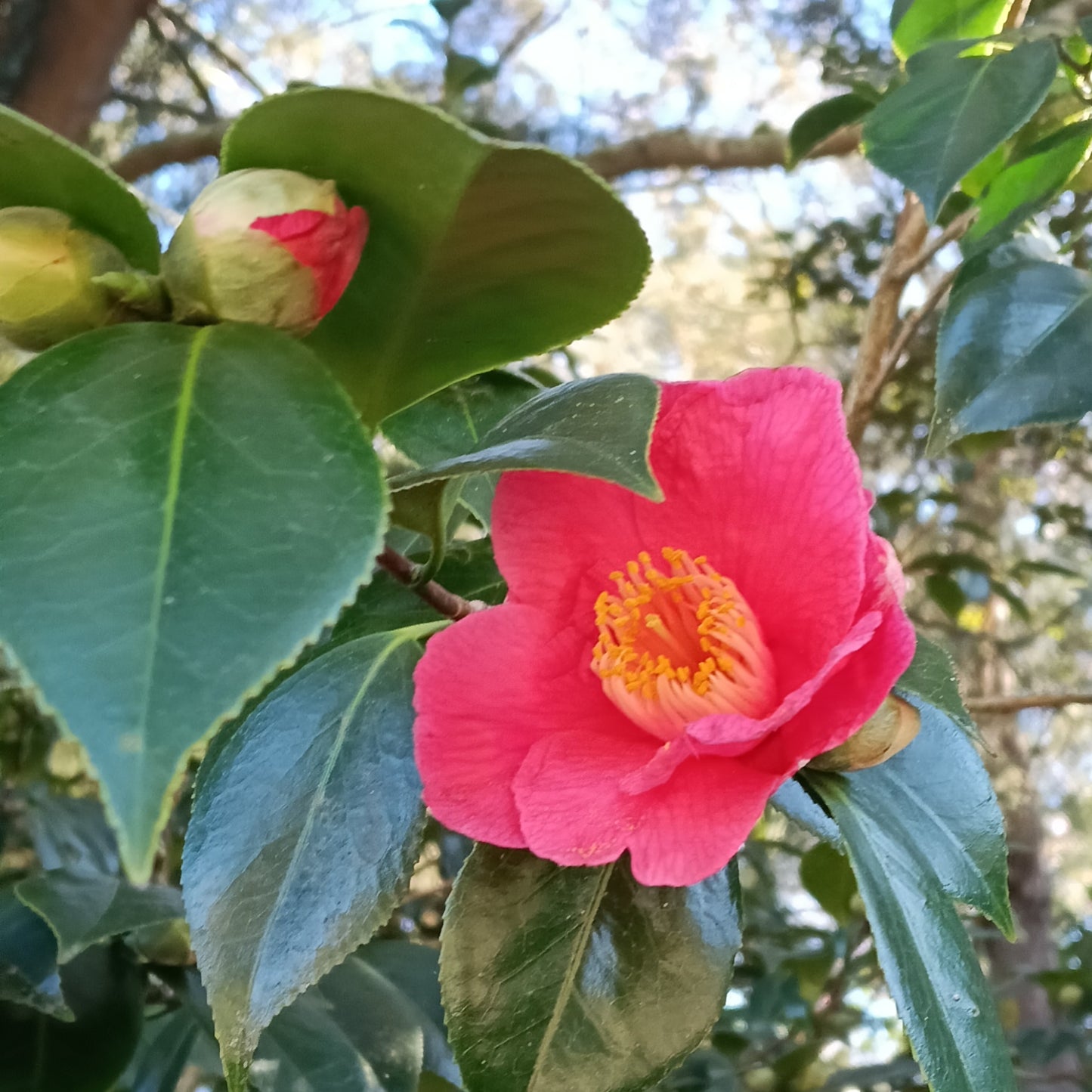 Camellia japonica (Japanese Camellia)