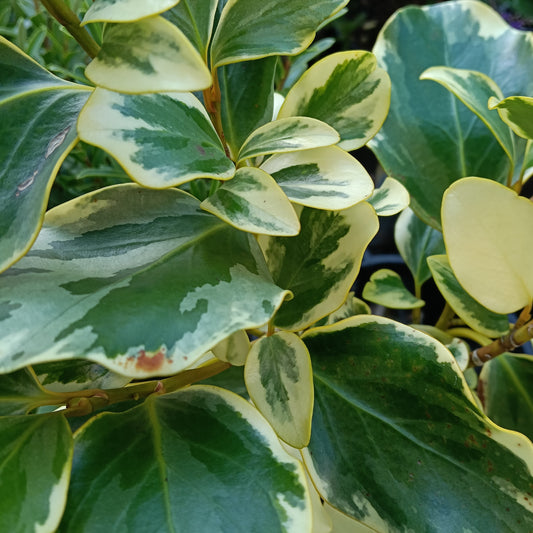Griselinia littoralis 'Variegata' (Kapuka)