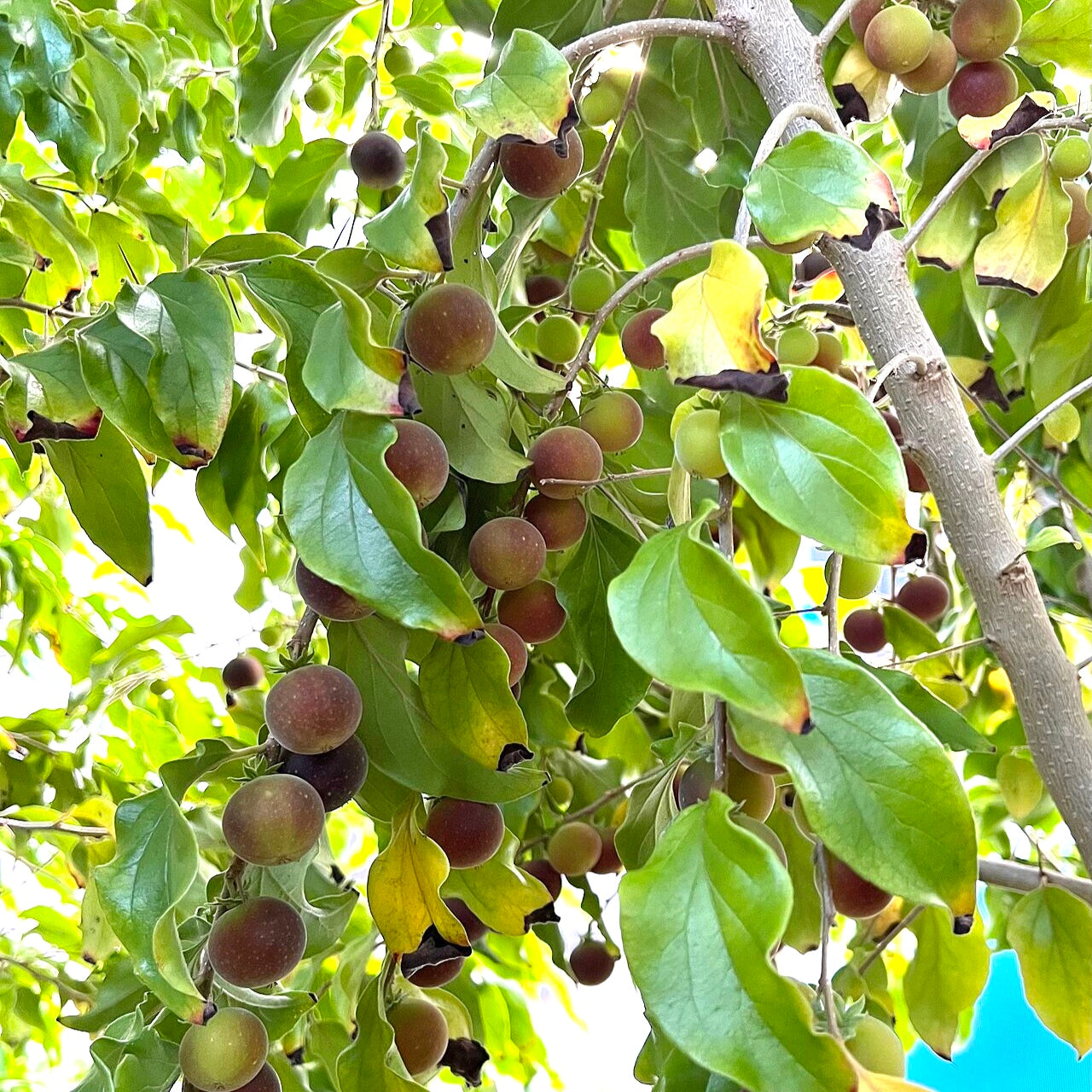 Dovyalis hebecarpa (Ceylon Gooseberry)