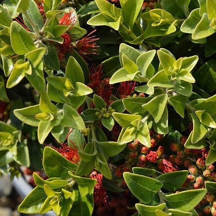 Metrosideros tomentosa 'Dalese' (Pōhutukawa)
