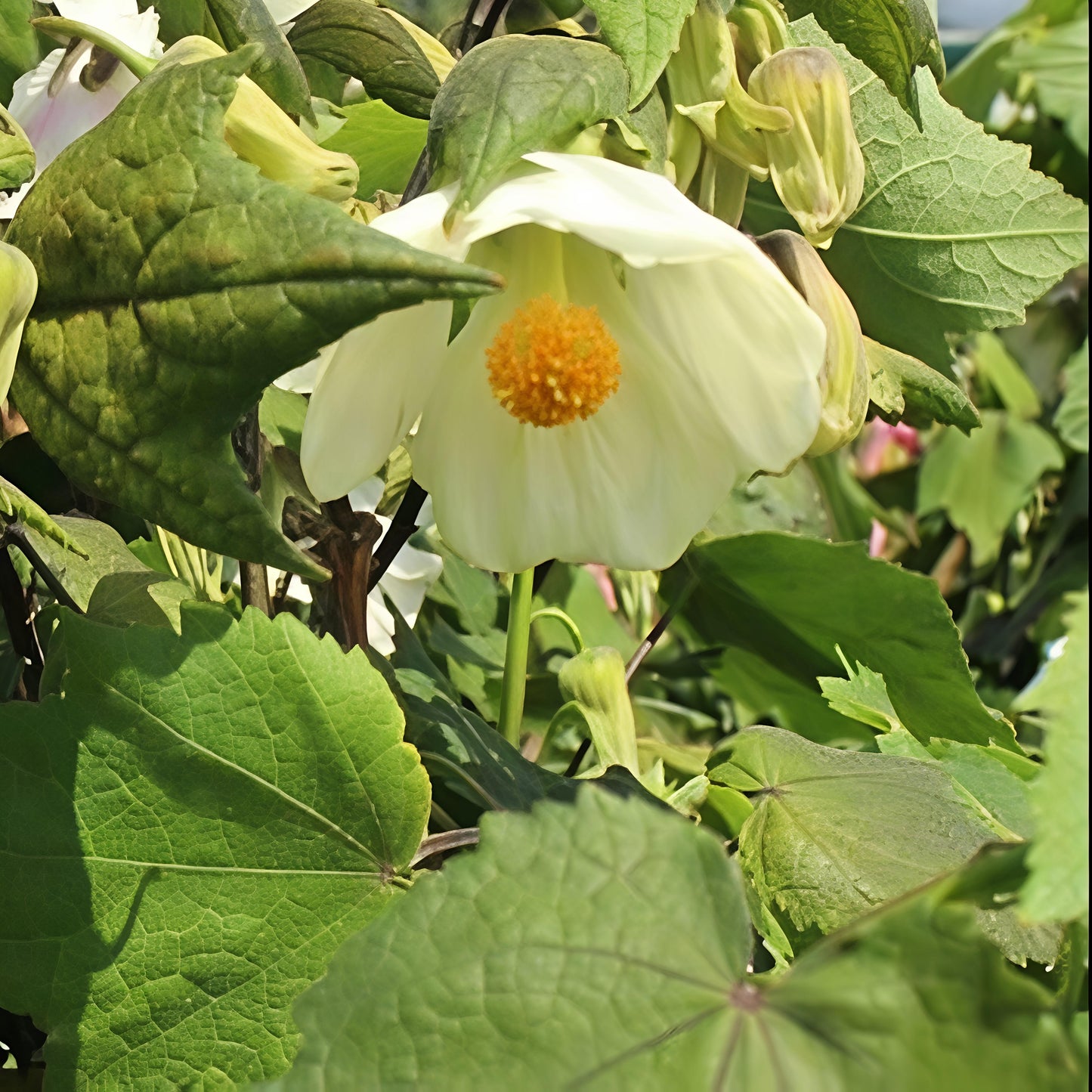 Abutilon x hybridum 'Moon White' (Chinese Lanterns)