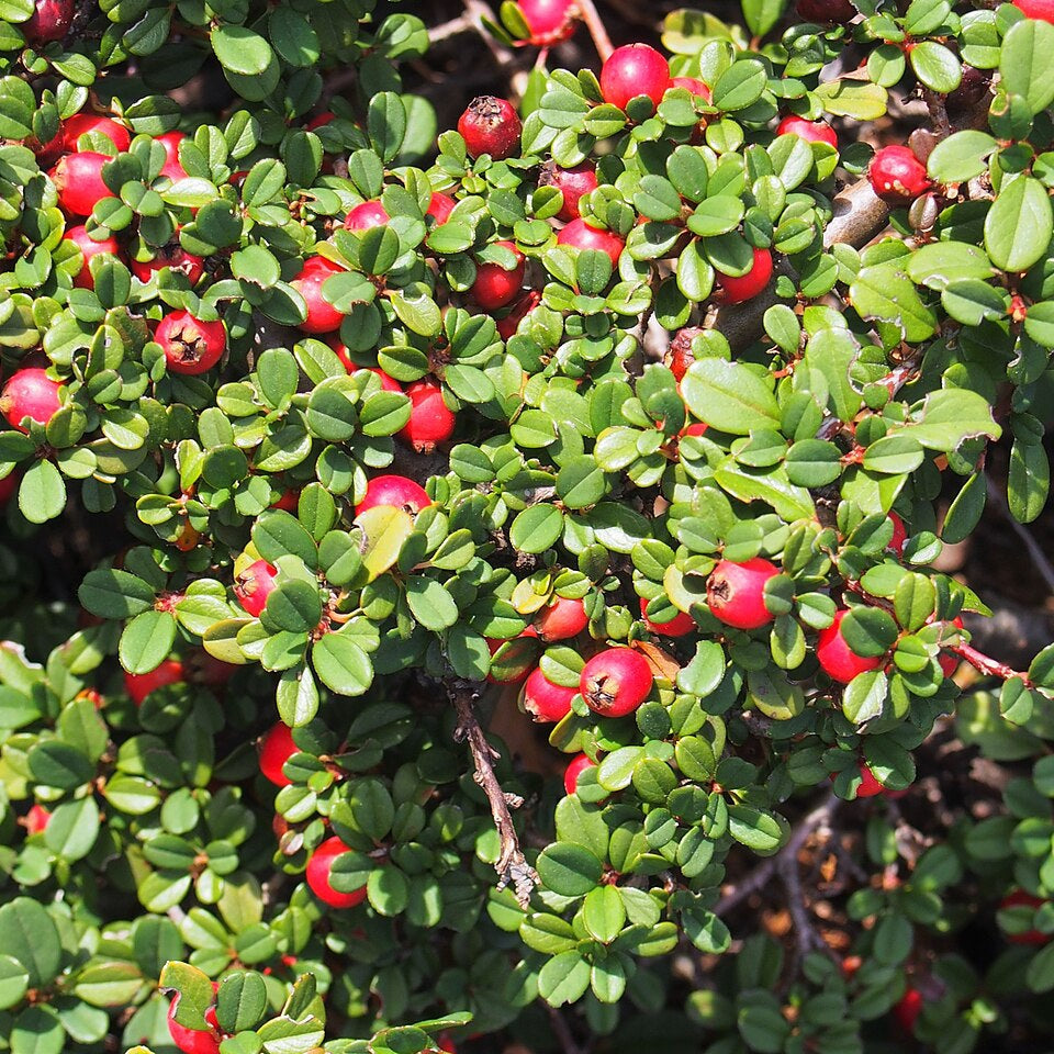 Cotoneaster microphyllus (Rockspray Cotoneaster)