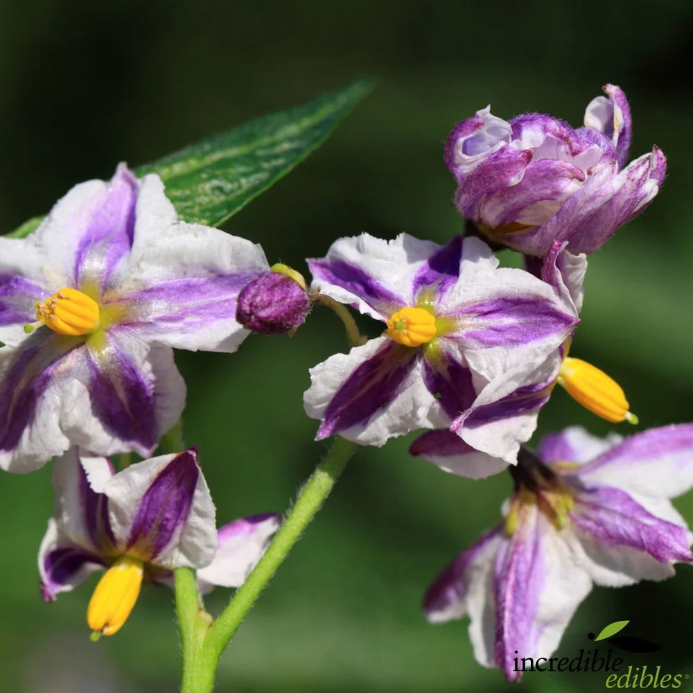 Solanum muricatum 'El Camino' (Pepino) Pikirangi Online Garden Centre