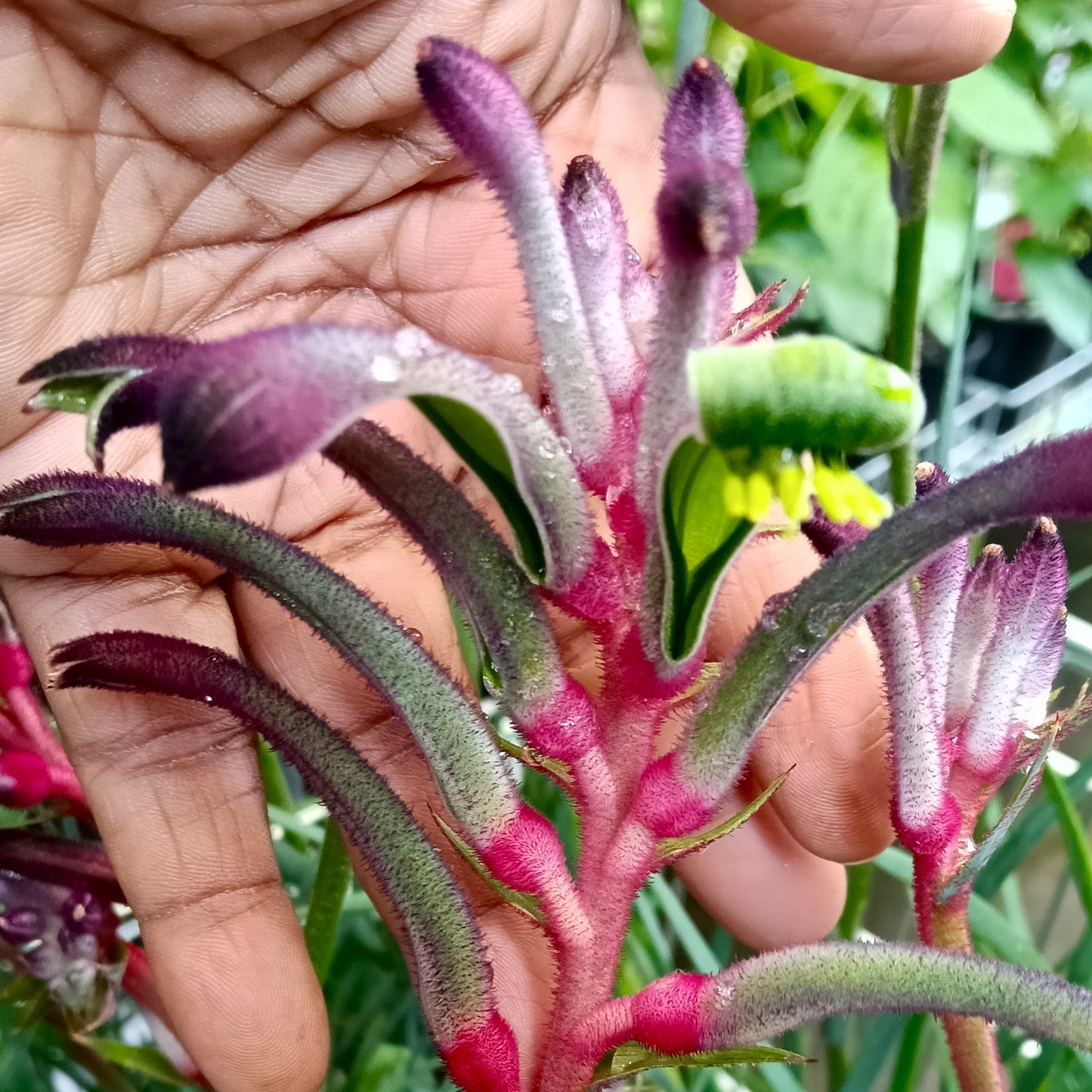 Anigozanthos Celebrations 'Jazz' (Kangaroo Paw)