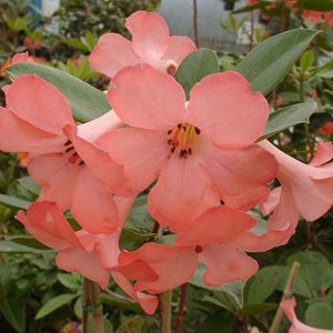 Rhododendron 'Coral Flare' (Vireya)