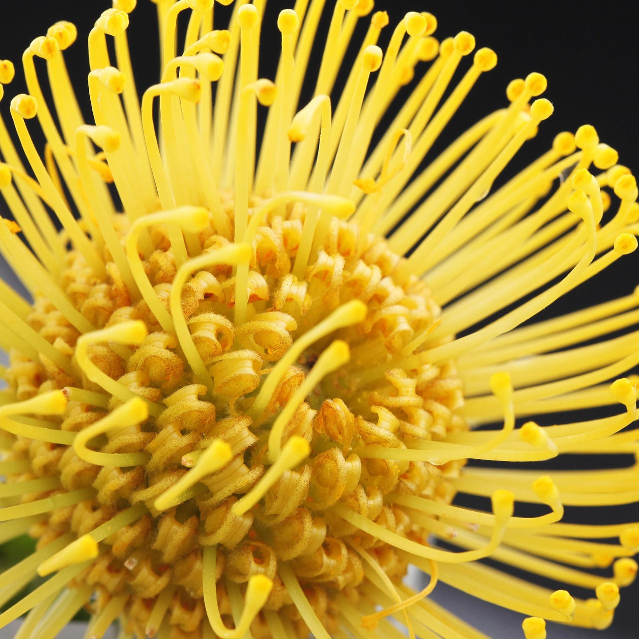 Leucospermum cordifolium x patersonii 'High Gold' (Golden Nodding Pincushion)