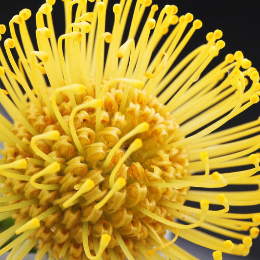 Leucospermum 'High Gold' (Nodding Pincushion)