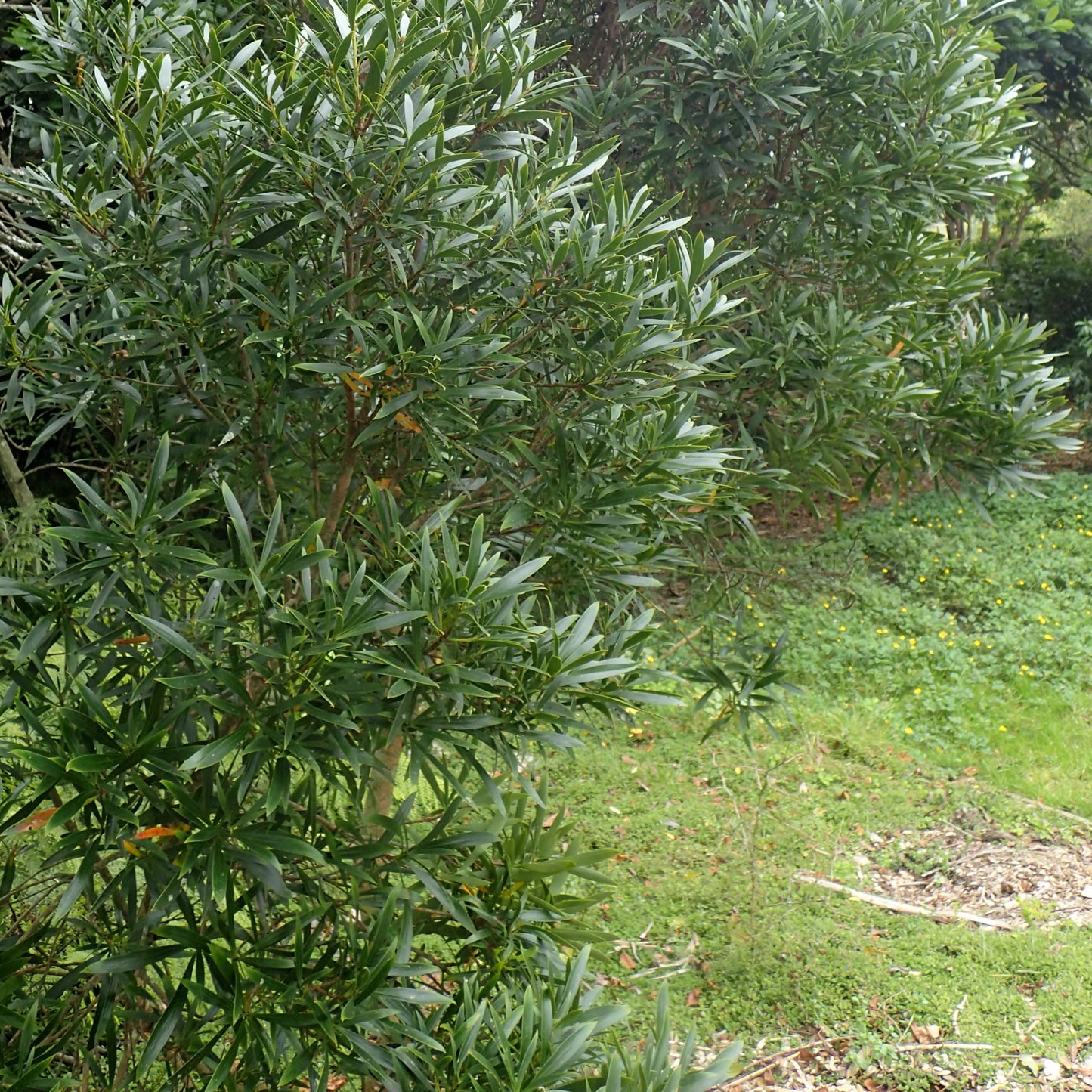 Toronia toru (Toru)