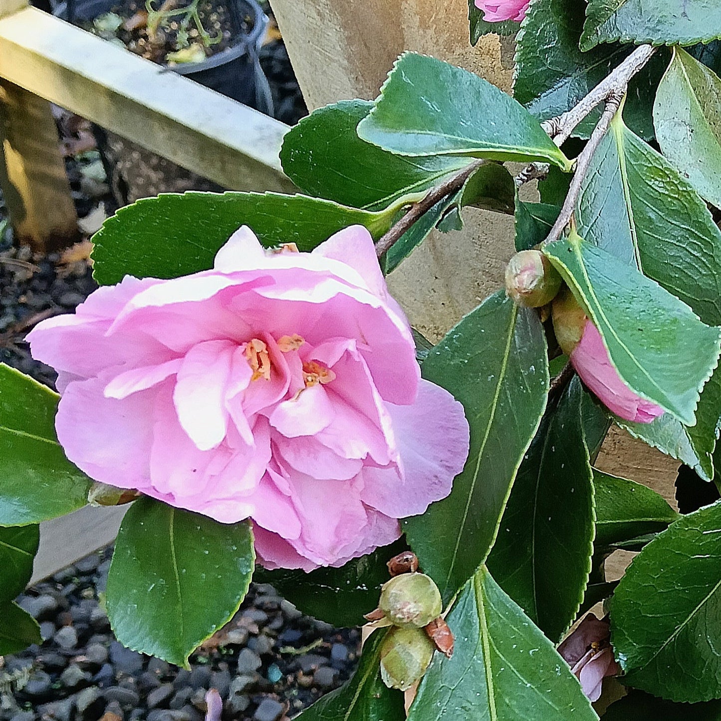 Camellia sasanqua 'Marge Miller' Pikirangi
