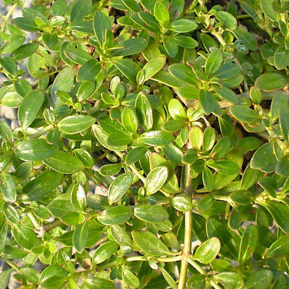 Coprosma repens 'Prostrata' (Taupata)