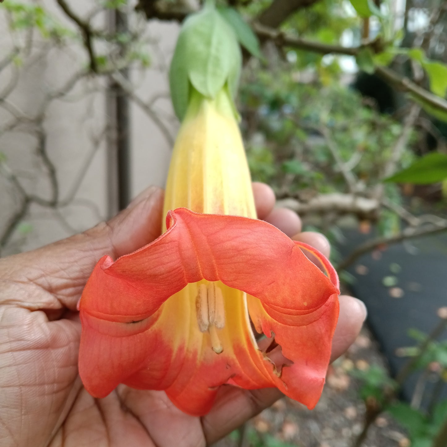 Brugmansia sanguinea (Red Angel's Trumpet)