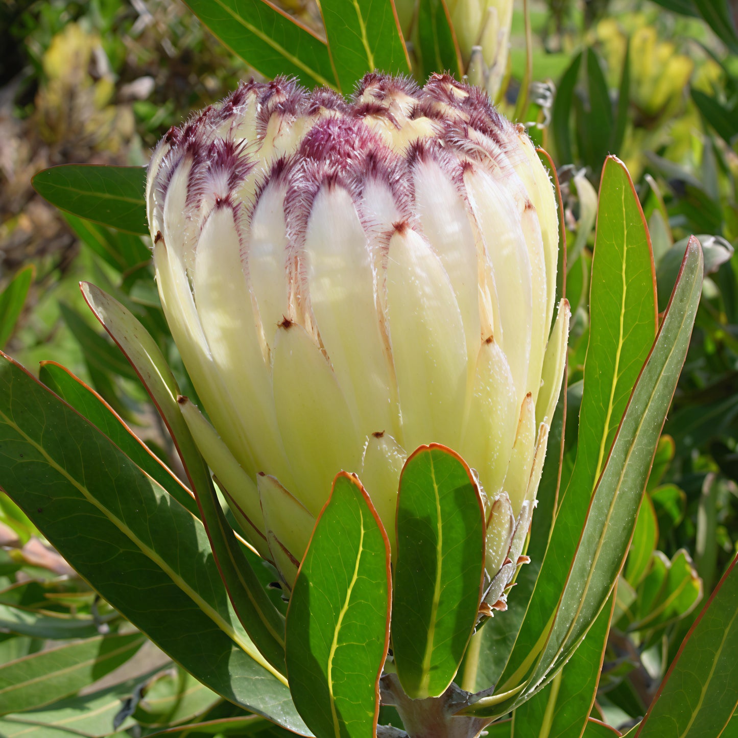 Protea neriifolia 'Green Ice' (Oleander-leaved Sugarbush)