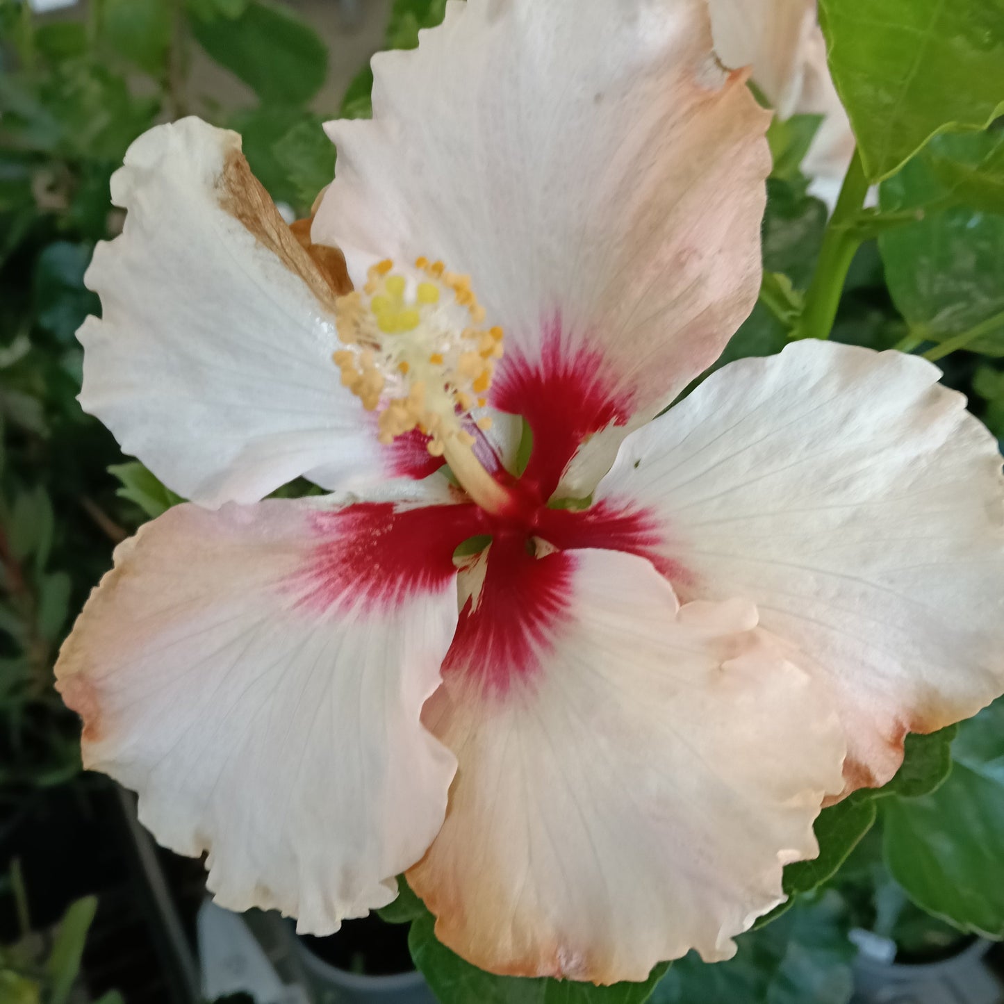 Hibiscus x rosa-sinensis HibisQs® LongiFlora™ 'Boreas White' Pikirangi