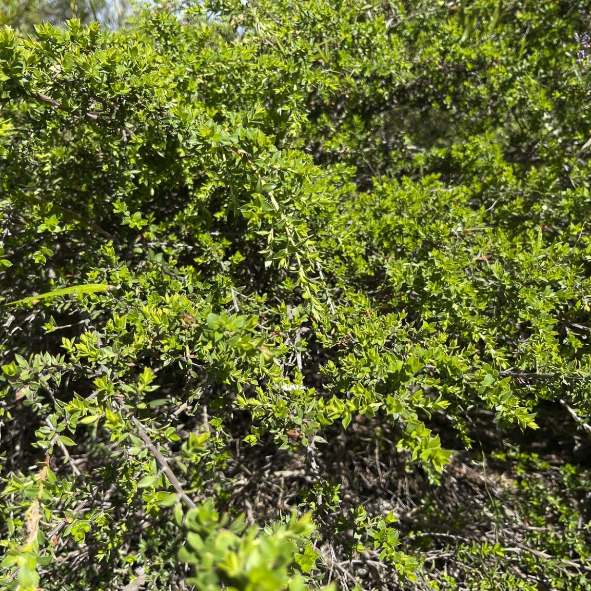 Leptospermum continentale 'Horizontalis' (Prickly Tea Tree) Pikirangi