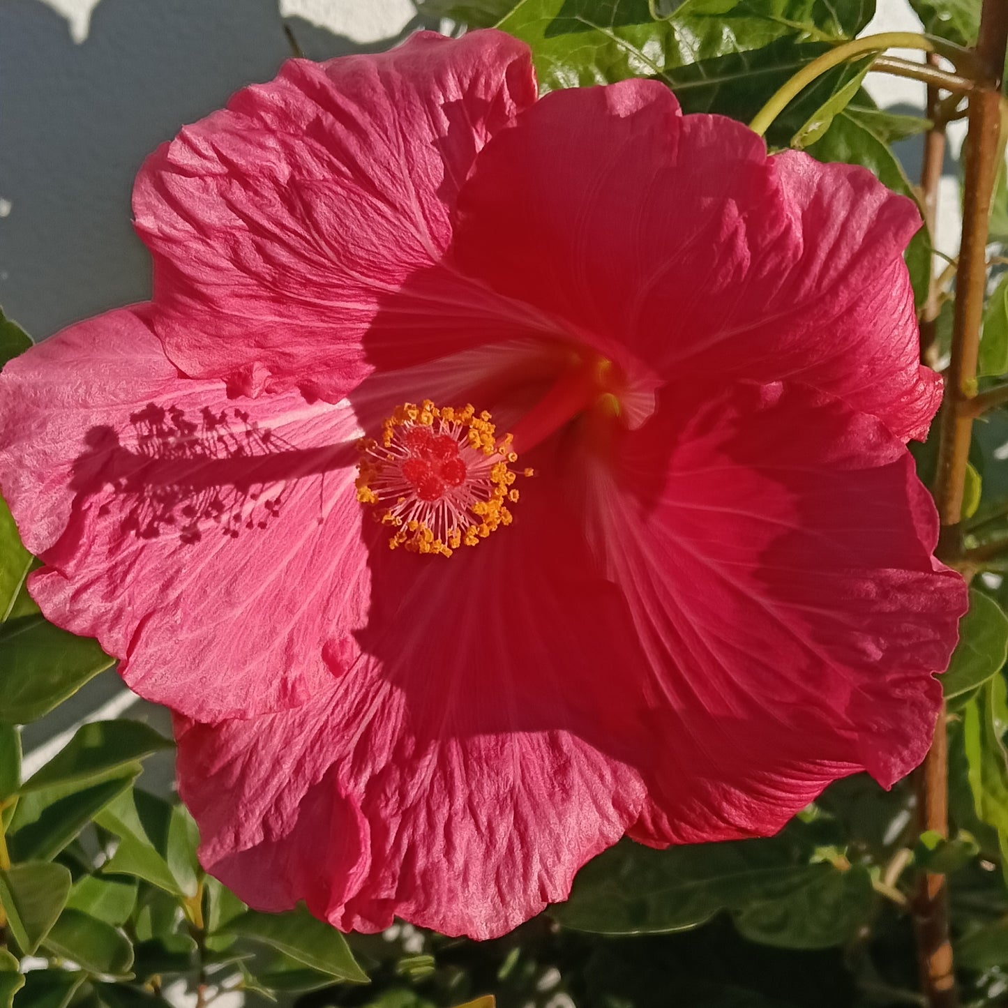 Hibiscus x rosa-sinensis 'Tui Song'